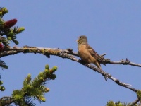 2016-05-20 12h34m05 - Ortolaan - Aat Bender